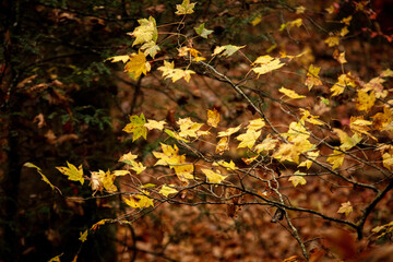 Yellow leaves on branch