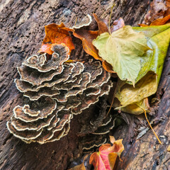 mushrooms on a tree trunk