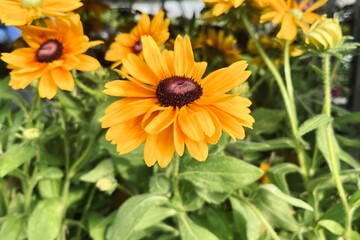 flowers in the garden