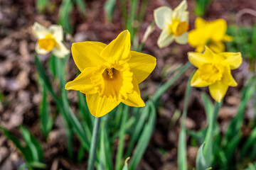 Obraz premium Vibrant Yellow Daffodils in Bloom – Spring Flower Photography