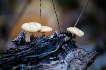 mushroom on a tree