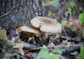 mushrooms in the forest