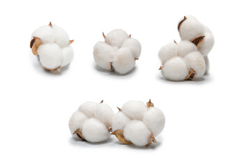 Cotton flower branch isolated on white background.