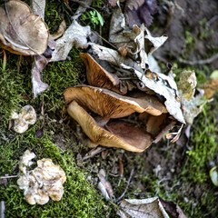 mushrooms in the forest