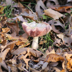 mushroom in the forest