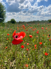 Field of poppies and wild flowers