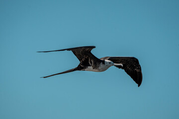 magnificent frigatebird bird in flight wings in Costa Rica