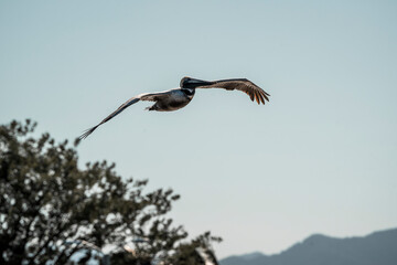 beautiful brown pelican in the sky flying