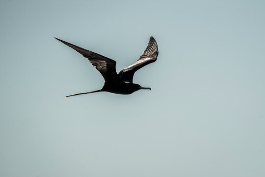 magnificent frigatebird bird in flight wings in Costa Rica