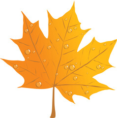 orange-yellow autumn maple leaf covered with transparent raindrops. Vector illustration a beautiful autumn maple leaf on a transparent background is stained with water droplets