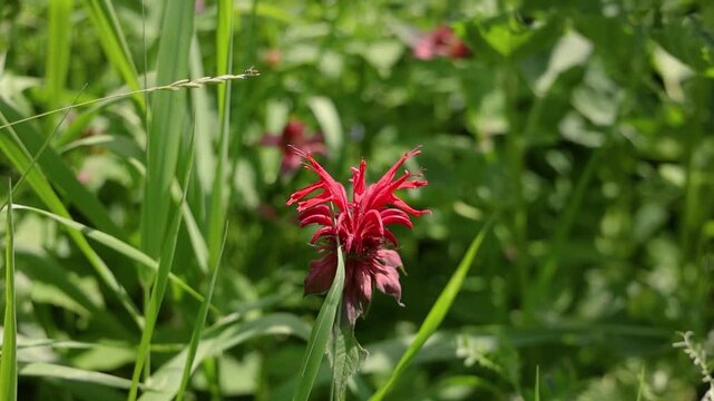 Red bergamot flowers sway gently in the breeze, showcasing their vibrant petals in a serene, slow motion display. Selective focus
