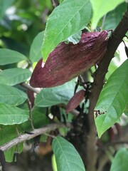 Cacao fruit