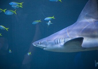 Obraz premium shark in aquarium