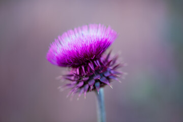 thistle flower
