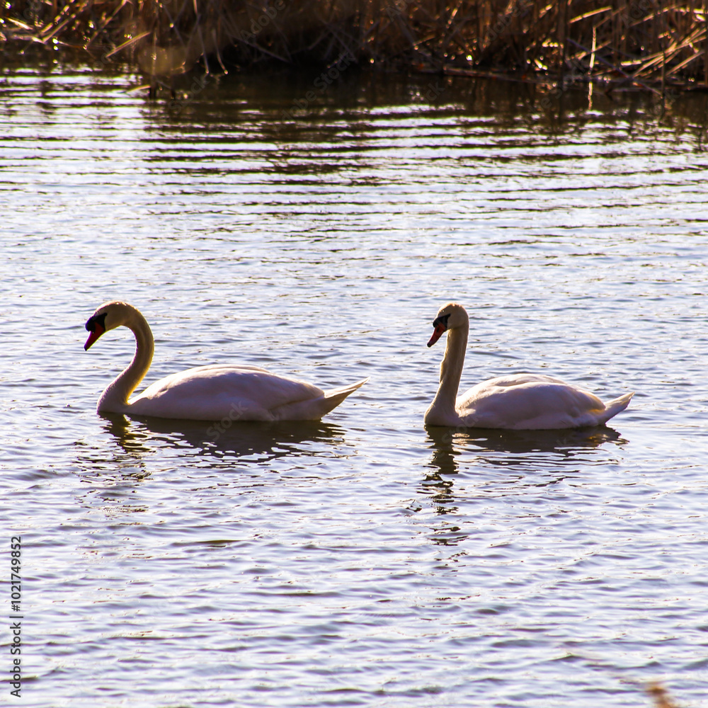 Wall mural swans on the water