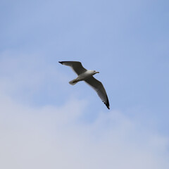 seagull in flight
