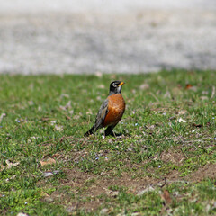 robin on the grass