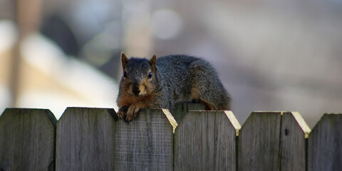 squirrel on the fence