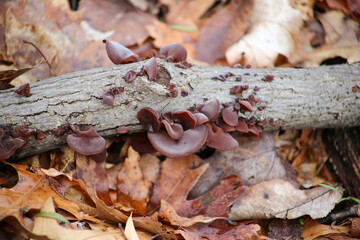 Jelly Fungus
