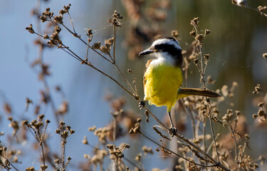 Images of Benteveo Comun and Picabuey ( Great Kiskadee and Cattle Tyrant ) in Argentine winter afternoons.