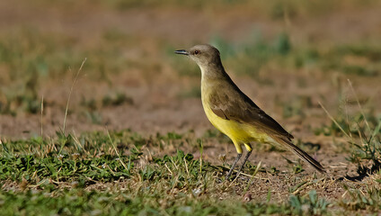 Images of Benteveo Comun and Picabuey ( Great Kiskadee and Cattle Tyrant ) in Argentine winter afternoons.