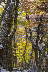 Obraz premium Autumn forest