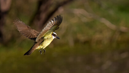 Images of Benteveo Comun and Picabuey ( Great Kiskadee and Cattle Tyrant ) in Argentine winter afternoons.