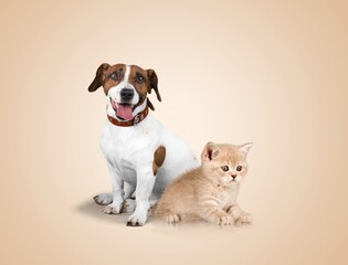 Cute smart domestic puppy and cat posing