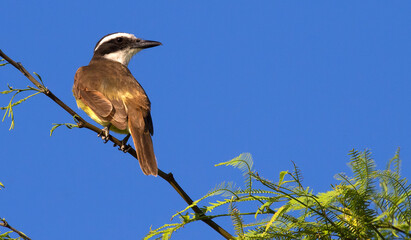 Images of Benteveo Comun and Picabuey ( Great Kiskadee and Cattle Tyrant ) in Argentine winter afternoons.