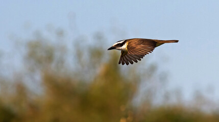 Images of Benteveo Comun and Picabuey ( Great Kiskadee and Cattle Tyrant ) in Argentine winter afternoons.