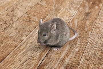Adorable brown rat pet standing side ways