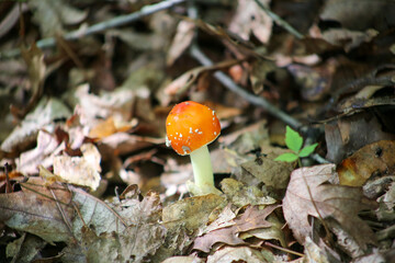 fly agaric mushroom