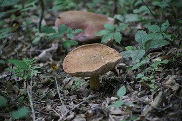 mushroom in the woods