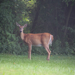 deer in the woods