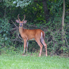 Buck in the Woods