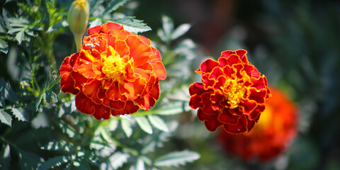 red and yellow flowers