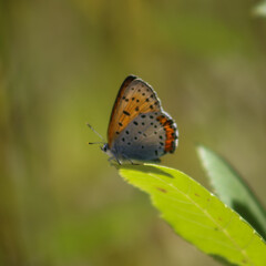 butterfly on a leaf