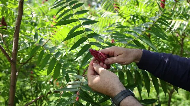 Farmer harvesting sumac seeds from a branch, letting them fall into his hand in slow motion. Selective focus