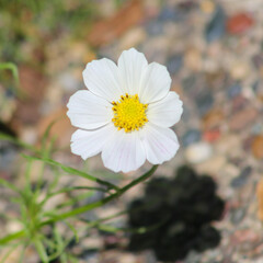 white flower