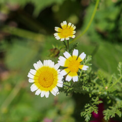 daisies in the garden