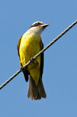 Images of Benteveo Comun and Picabuey ( Great Kiskadee and Cattle Tyrant ) in Argentine winter...