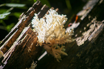 Coral Tooth Fungus