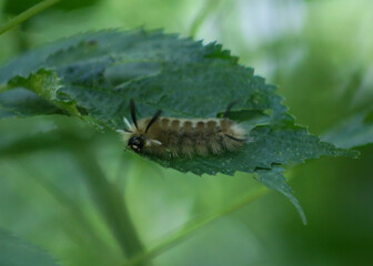 caterpillar on leaf