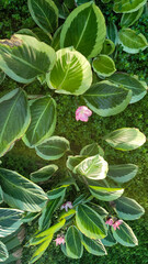 Flowers in the Garden