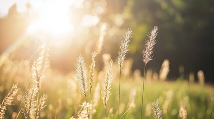 Fototapeta premium Sundrenched Summer Field with Tall Grass Swaying in the Wind, Perfect for Nature and Landscape Photography Generative AI