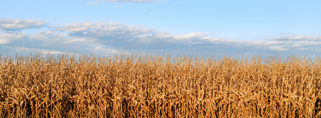 Golden field in the afternoon