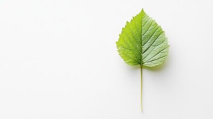 Green leaf on a white background.