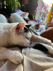 cat sleeping on the sofa