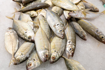 Colorful choice of fish at a market in Spain. Closeup of fish on display in a fish market, food concept.