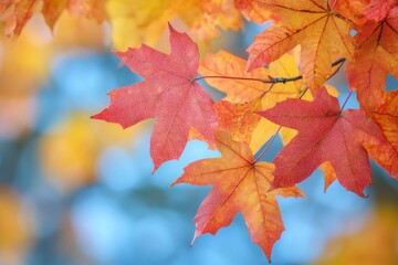 Fallen Leaves Season Background